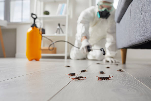 Post-Treatment Bed Bug Interceptor Monitoring in Awendaw